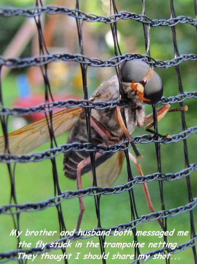 cage - My brother and husband both messaged me the fly stuck in the trampoline netting. They thought I should my shot...