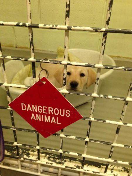 totally legit animal shelter - Dangerous Animal