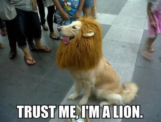 totally legit trust me i am a lion - Trust Me, I'M A Lion.