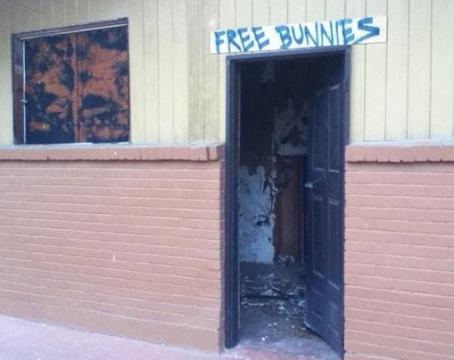 totally legit Rabbit - Free Bunnies