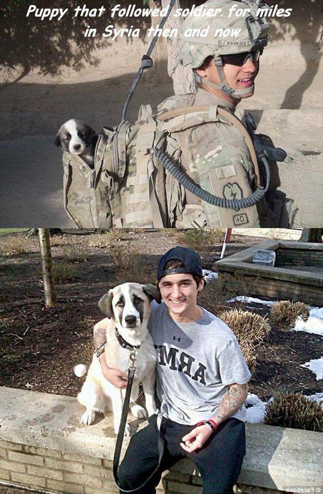 dog - w Puppy that ed soldier for miles in Syria then and now stood99640