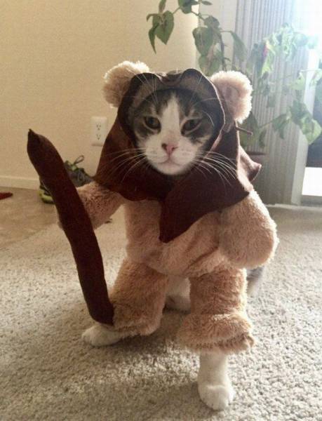 cat in ewok costume