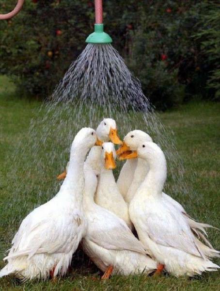 duck showering