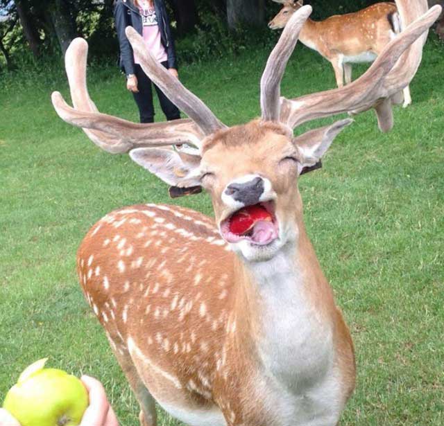 funny animal pictures taken at the right moment