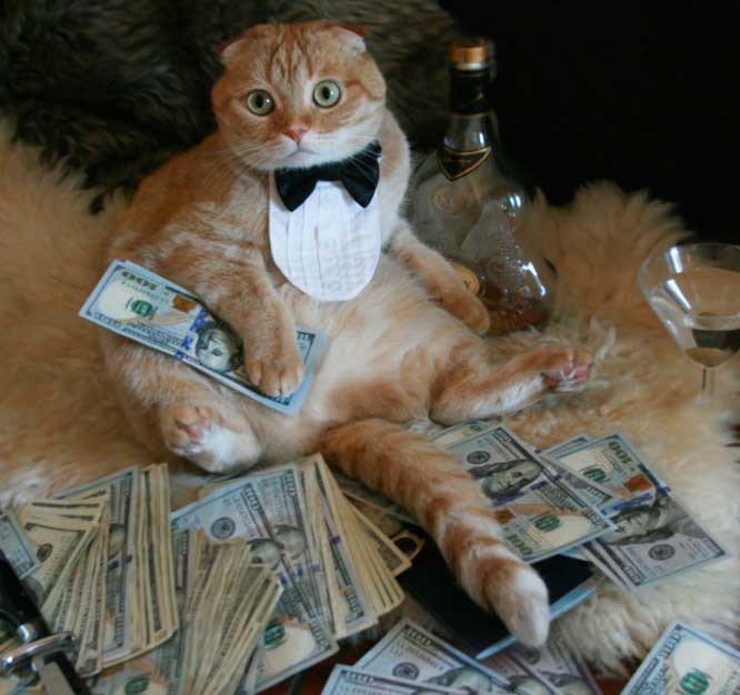 rich cats