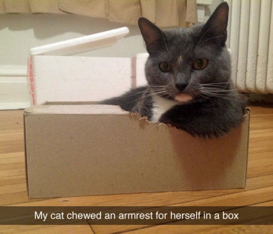 best snapchats animals - My cat chewed an armrest for herself in a box
