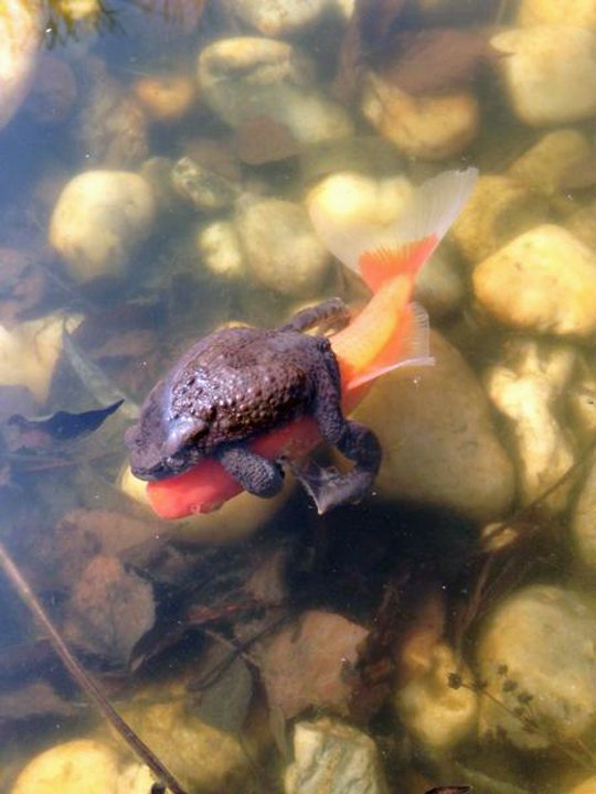 frog riding goldfish