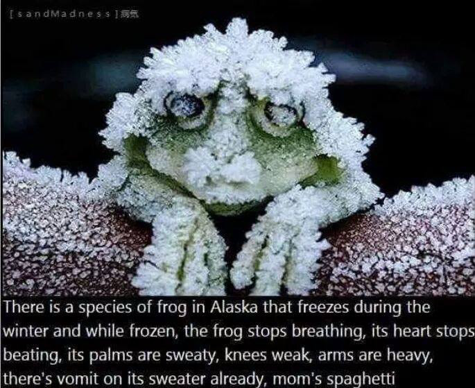 alaskan frog meme - IsandMadness There is a species of frog in Alaska that freezes during the winter and while frozen, the frog stops breathing, its heart stops beating, its palms are sweaty, knees weak, arms are heavy there's vomit on its sweater already