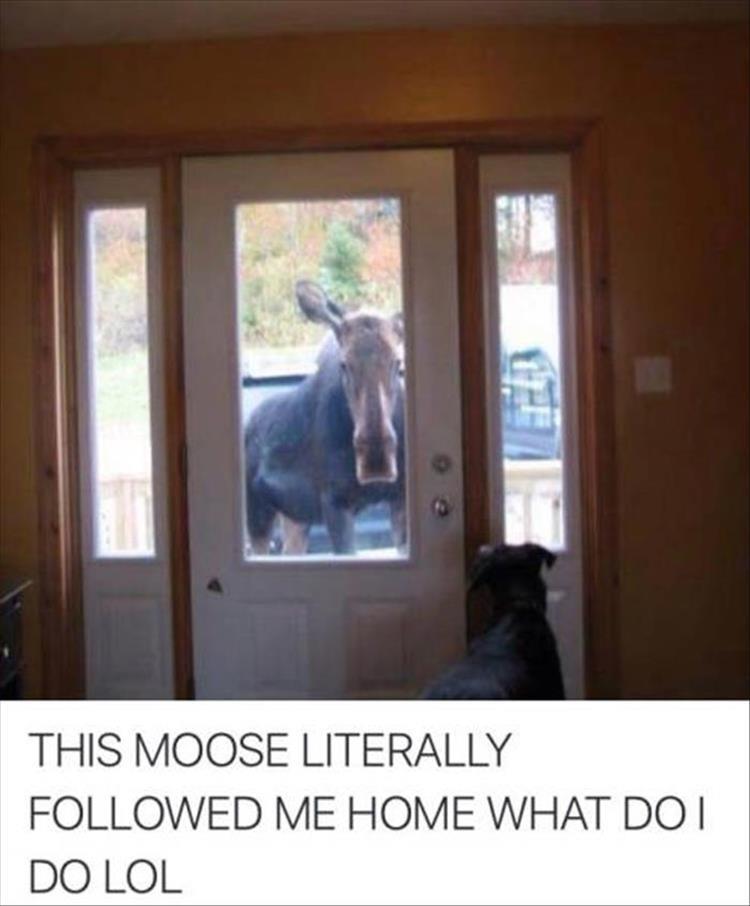 jehovah witness funny meme - This Moose Literally ed Me Home What Do I Do Lol