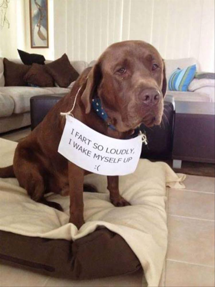 naughty dogs with signs - Tart So Loudl I Wake My O Loudly Myself Up
