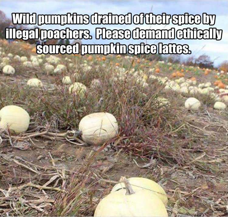 pumpkins drained of their spice - Wild pumpkins drained of their spice by illegal poachers. Please demand ethically sourced pumpkin spice lattes.