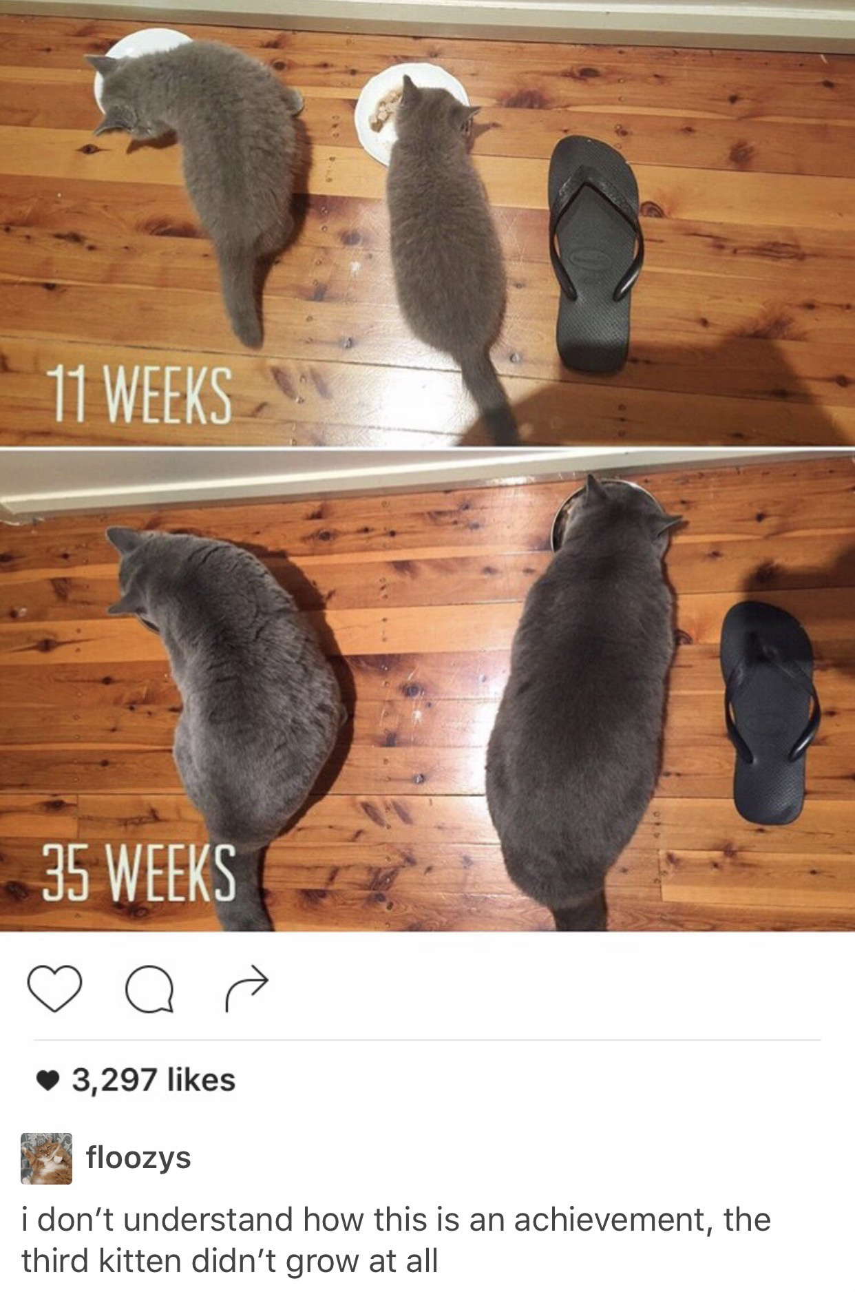11 Weeks 35 Weeks o " 3,297 floozys i don't understand how this is an achievement, the third kitten didn't grow at all