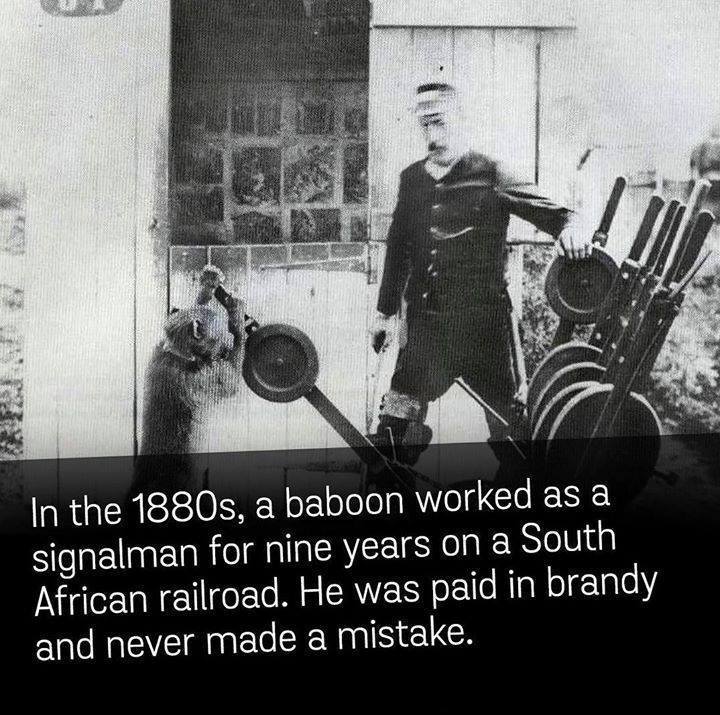 funny pictures - jack the baboon - In the 1880s, a baboon worked as a signalman for nine years on a South African railroad. He was paid in brandy and never made a mistake.
