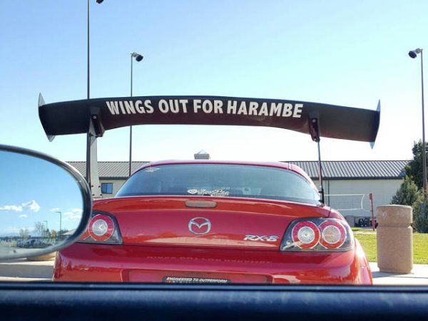 funny pictures - wings out for harambe on a car
