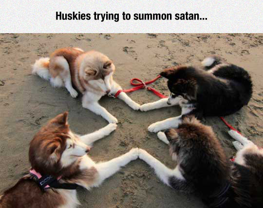funny pic dog cult - Huskies trying to summon satan...