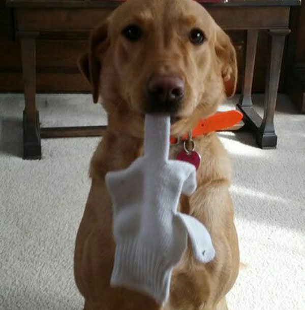 funny pic silly dog