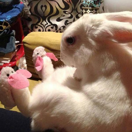 funny pic bunny with bunny slippers