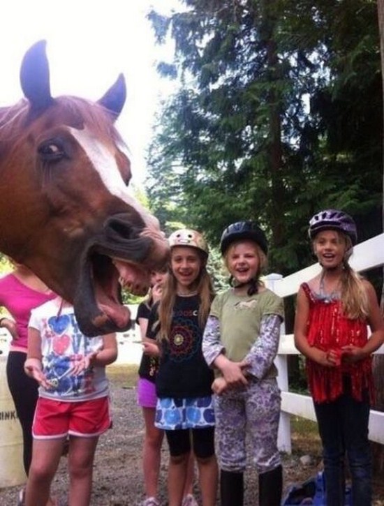 animal photobomb - 12