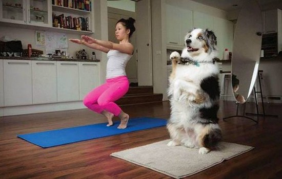 funny yoga with animals