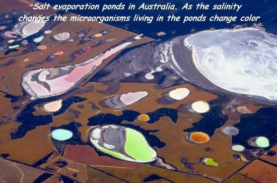 funny salt pans australia - Salt evaporation ponds in Australia. As the salinity changes the microorganisms living in the ponds change color