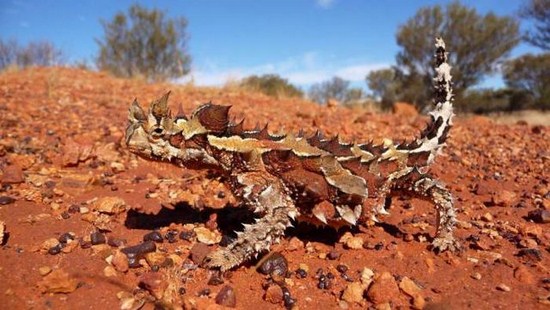 funny thorny devil in its habitat