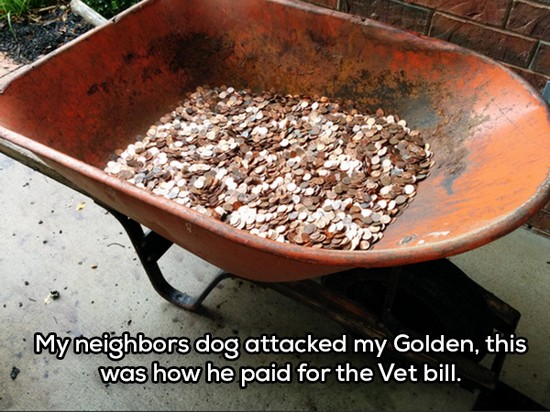 worst neighbour - My neighbors dog attacked my Golden, this was how he paid for the Vet bill.