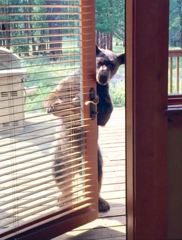 bear at the door