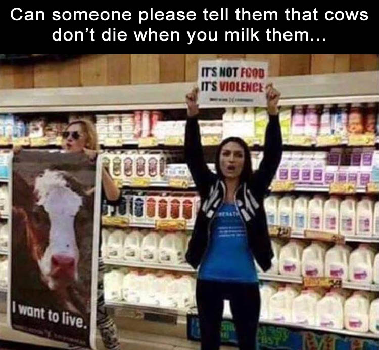 protesting milk at trader joe's - Can someone please tell them that cows don't die when you milk them... Its Not Food Its Violence I want to live.