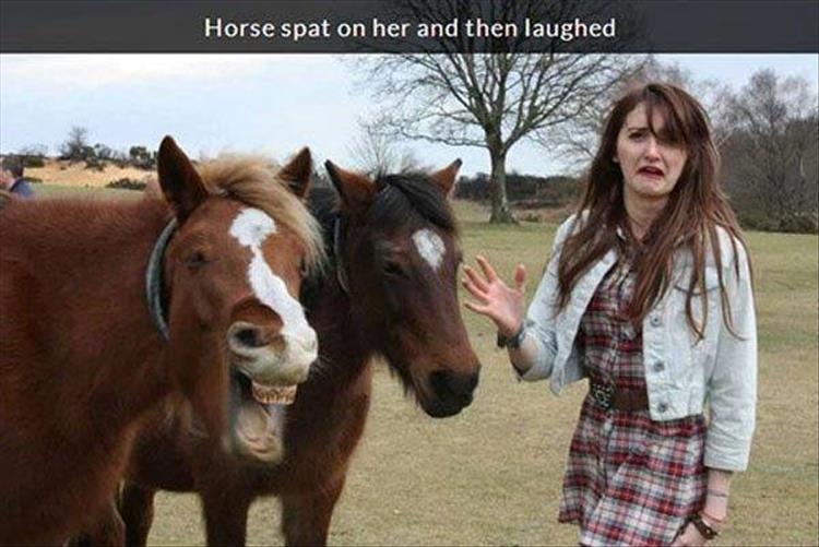 good boy horse meme - Horse spat on her and then laughed