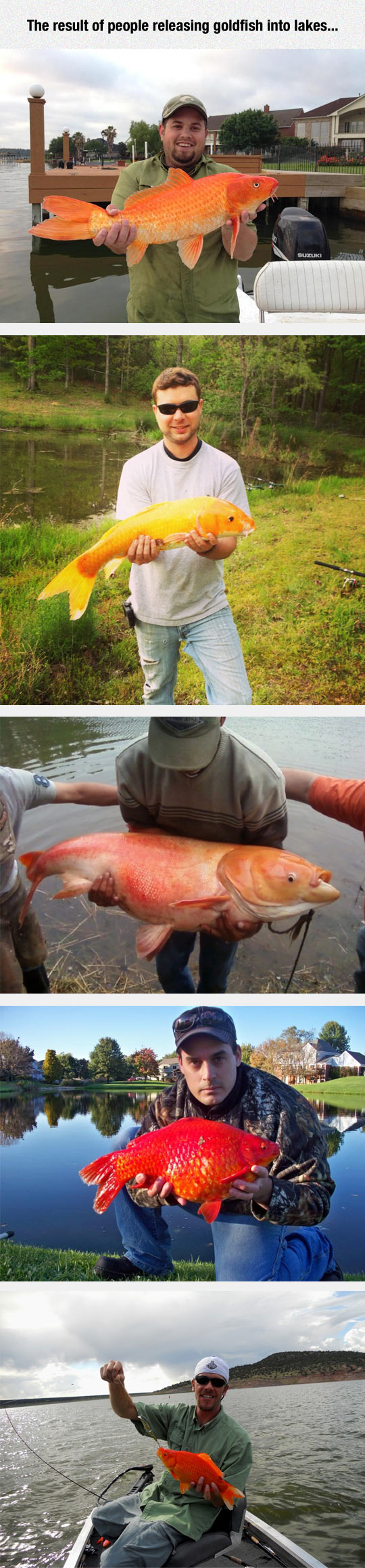 water - The result of people releasing goldfish into lakes... Suzuki