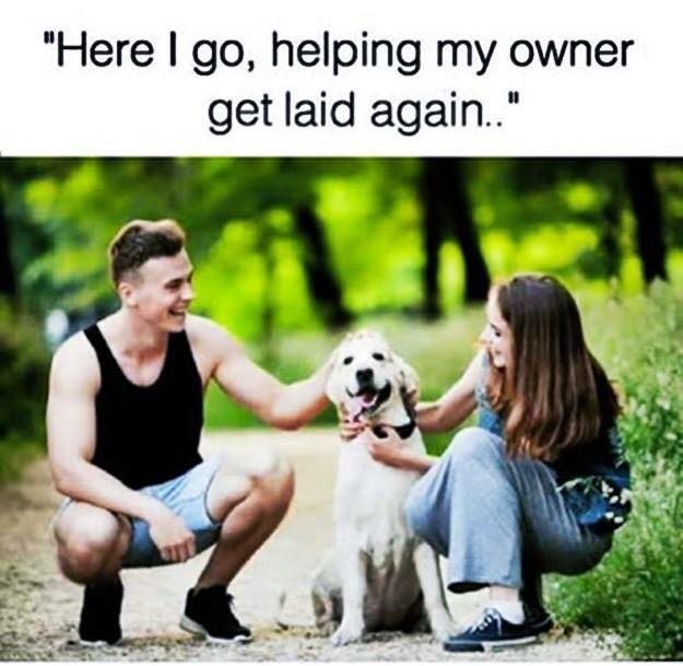 Funny picture of a dog and man and woman with caption joking the dog is fed up with getting his owner laid again