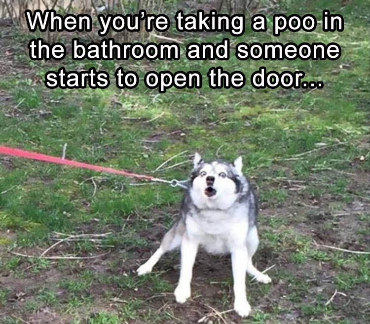funny picture of dog pooping with caption saying this is feeling when someone tries getting in the bathroom while you are in there