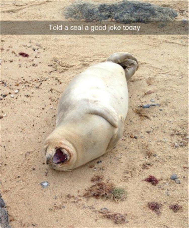 funny snap chat of what looks like a seal laughing at a good joke