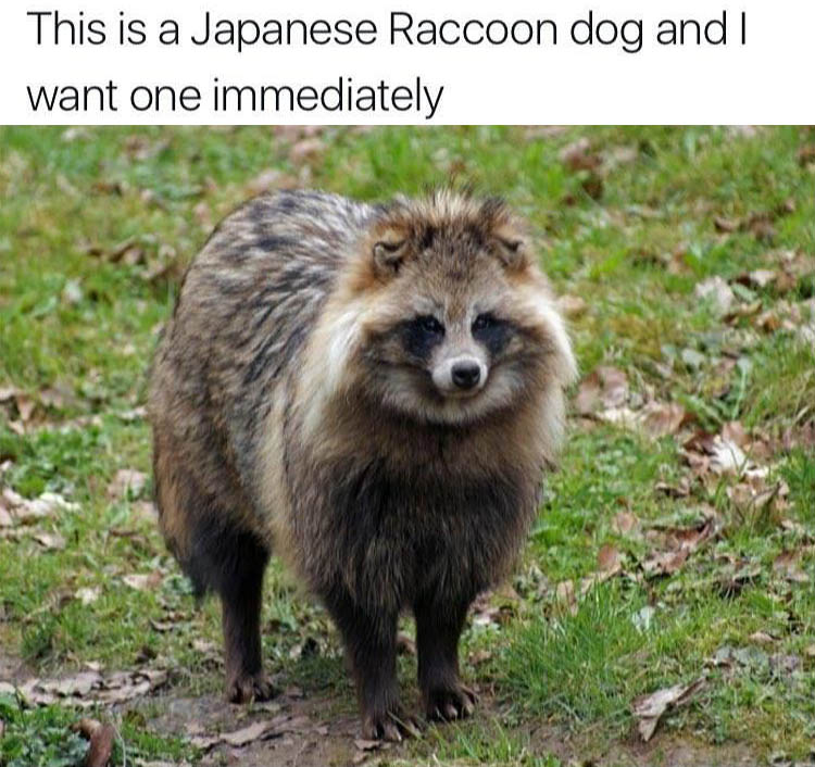 raccoon dogs - This is a Japanese Raccoon dog and I want one immediately