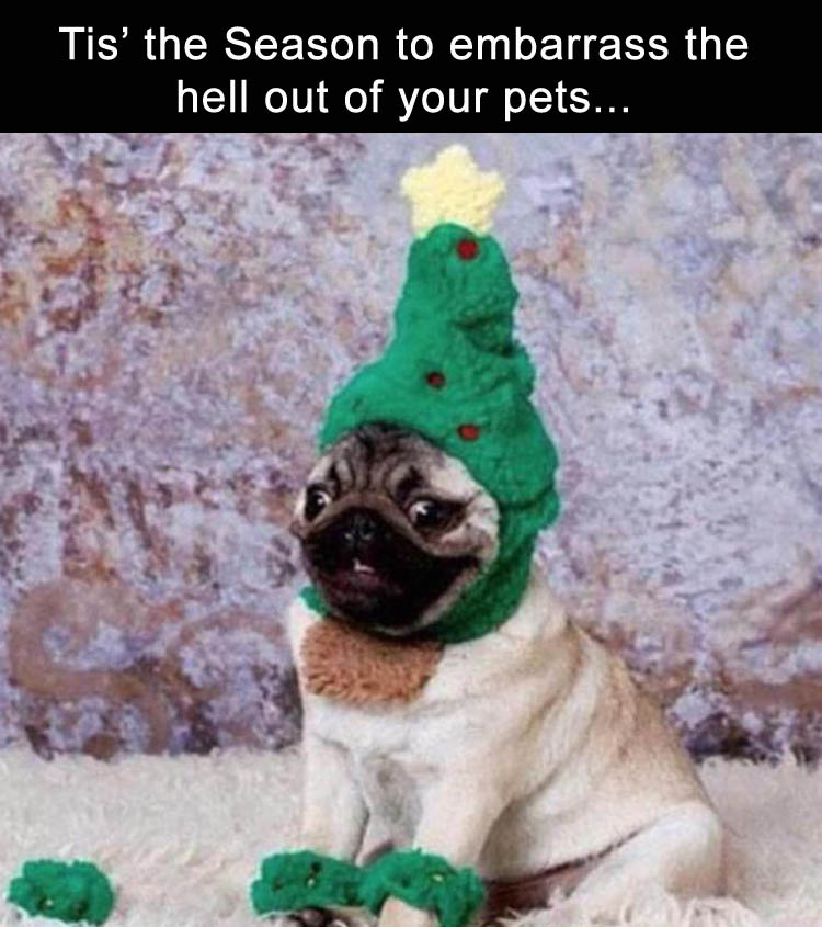 christmas pug - Tis' the Season to embarrass the hell out of your pets...