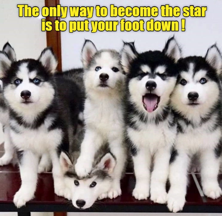group of huskies - The only way to become the star is to put your foot down!