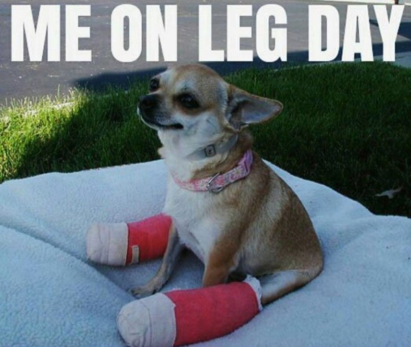 chihuahua with broken leg - Me On Leg Day