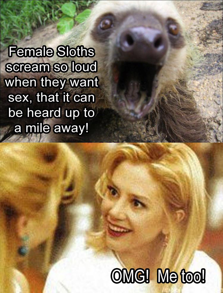 female sloths scream - Female Sloths scream so loud when they want sex, that it can be heard up to a mile away! Omg! Me too!