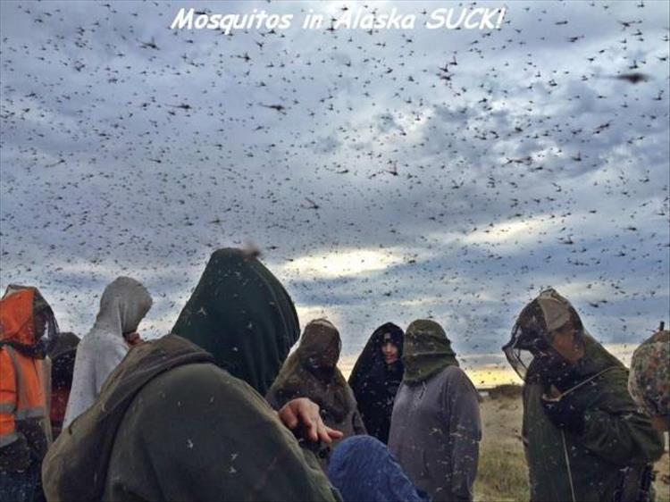 mosquitos in alaska - Mosquitos in Alaska Sck!