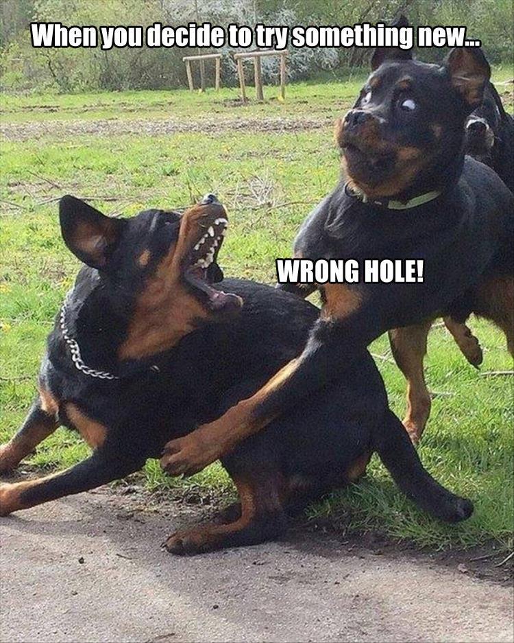 meme rottweiler - When you decide to try something new... Wrong Hole! 12