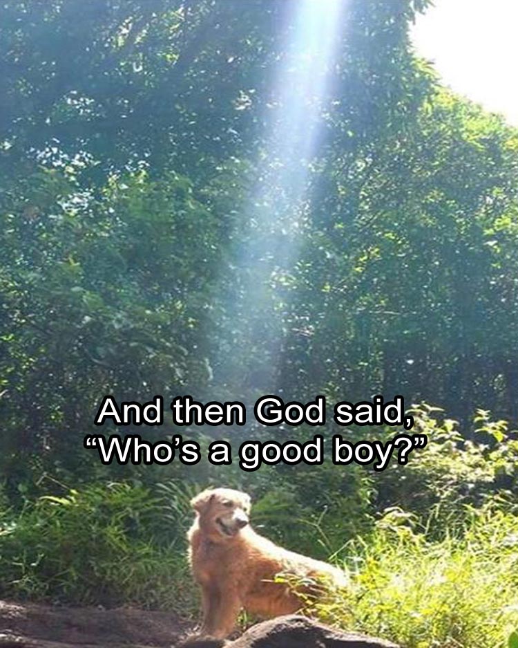 dog with a quest meme - And then God said, "Who's a good boy?