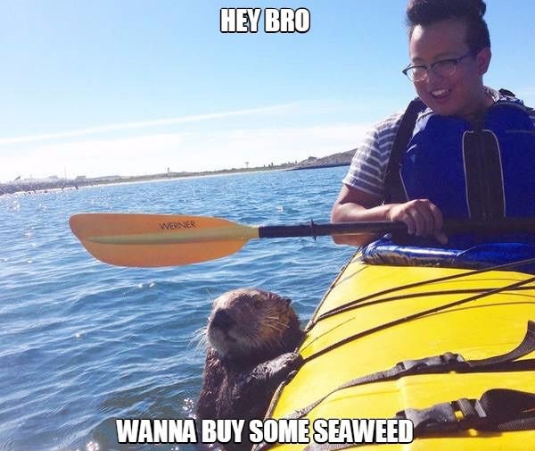 Photography - Hey Bro Wenner Wanna Buy Some Seaweed