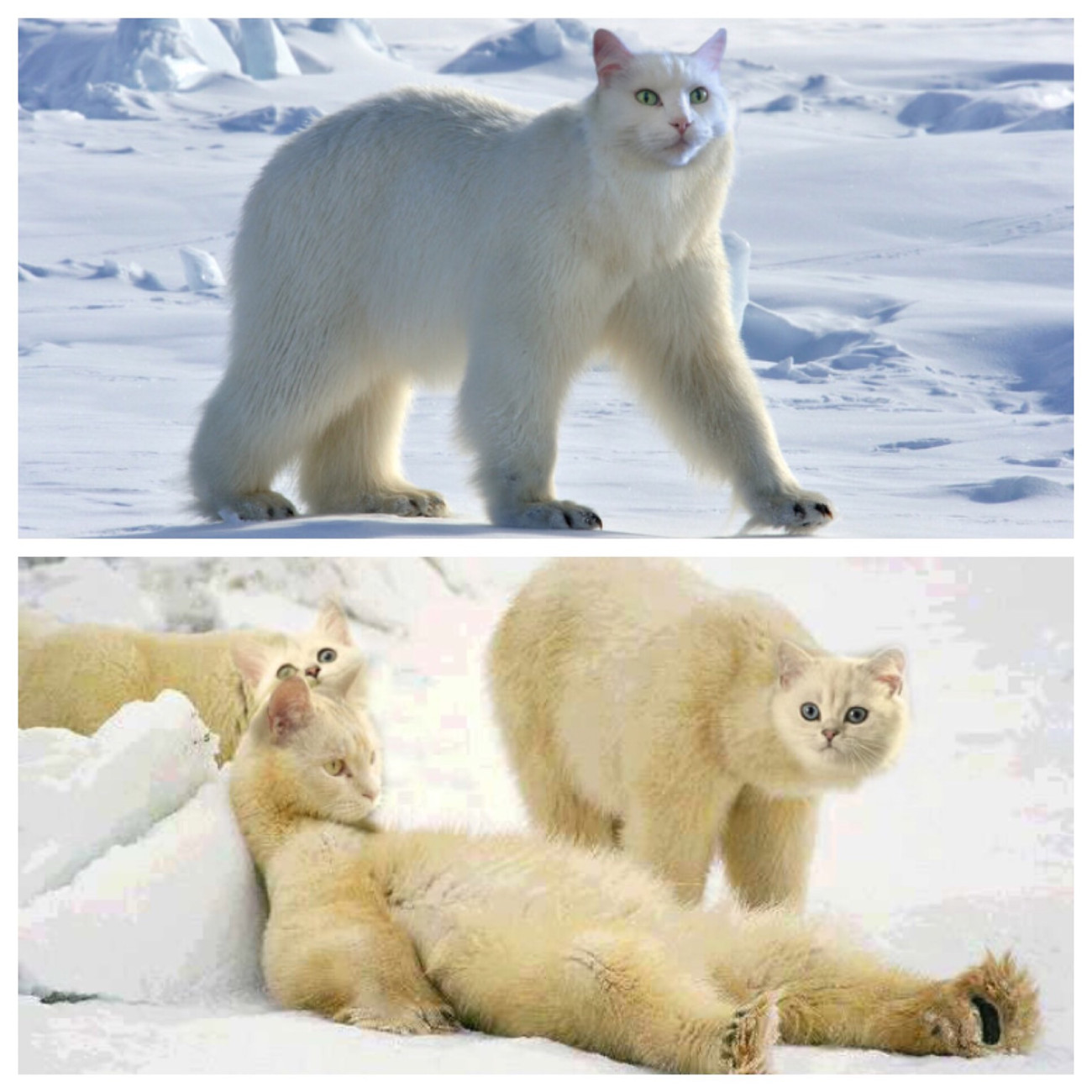 polar cats