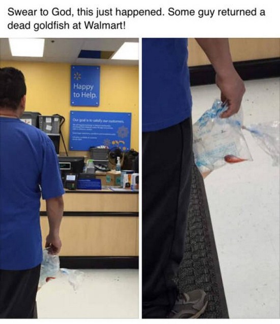 shoulder - Swear to God, this just happened. Some guy returned a dead goldfish at Walmart! Happy to Help