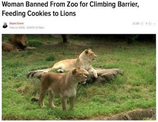 darwin award lion memes - Woman Banned From Zoo for Climbing Barrier, Feeding Cookies to Lions Dayna Evans 21,2614 led to 2005 52014 22.10pm