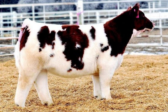 plush cow real