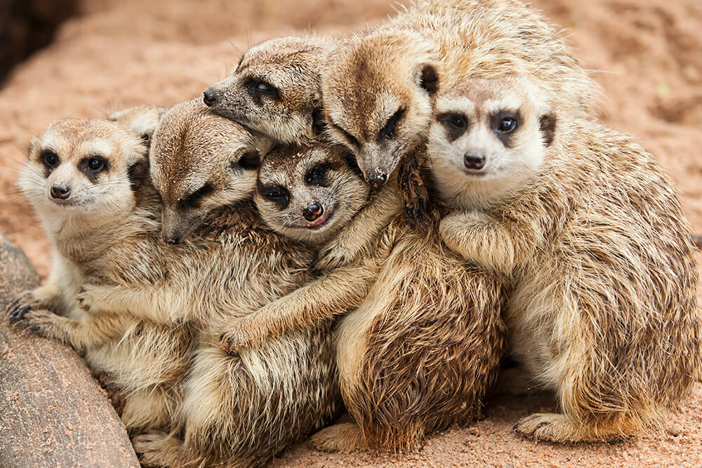 27 Proofs That Sorority Girls Are Just Like Meerkats!