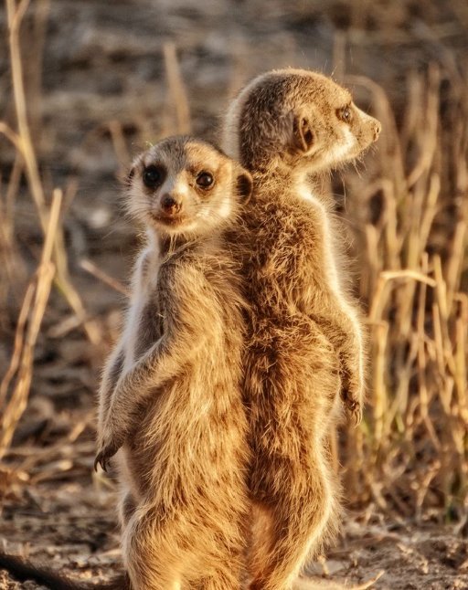 27 Proofs That Sorority Girls Are Just Like Meerkats!