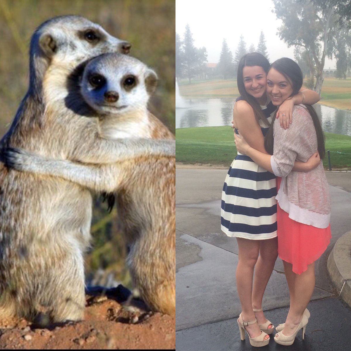 27 Proofs That Sorority Girls Are Just Like Meerkats!