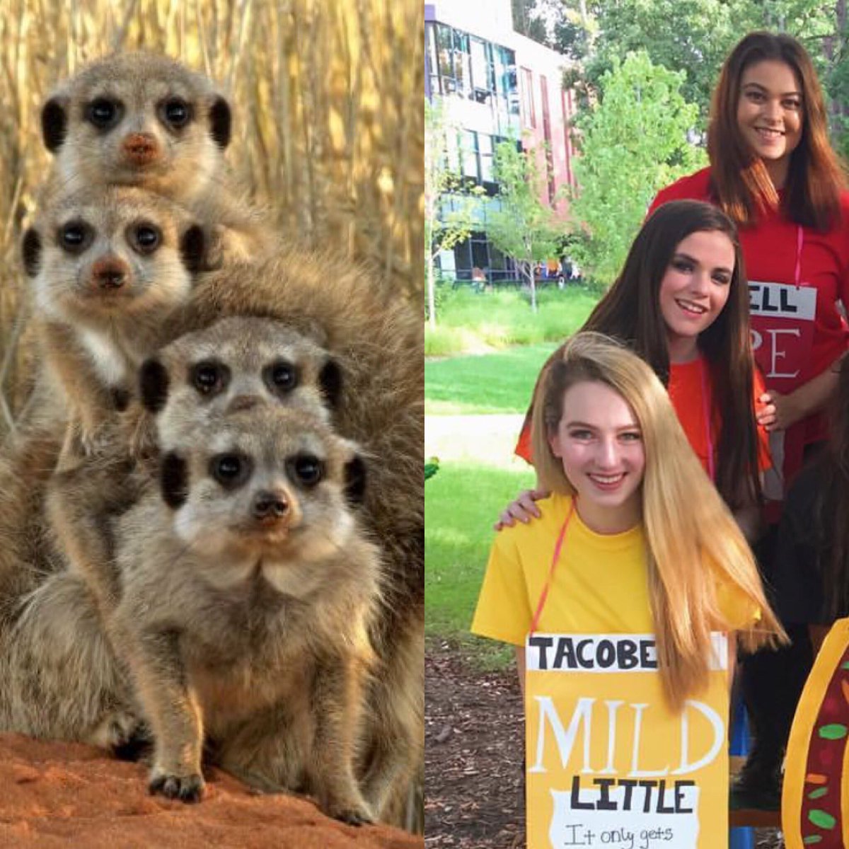 27 Proofs That Sorority Girls Are Just Like Meerkats!